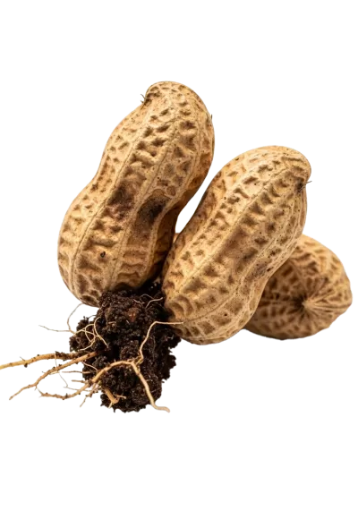 Imagen PNG para descargar